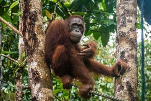 Ein Orang-Utan sitzt auf einem Seil zwischen zwei Bäumen im Semenggho Wildlife Centre.