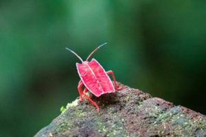 Roter Käfer auf einem Stein im Regenwald in Mulu
